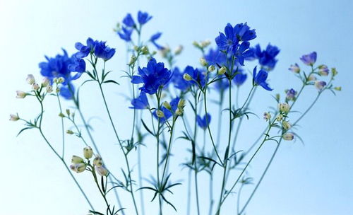 文學藝術(shù)創(chuàng)作和科學研究離不開審美聯(lián)想和審美想象